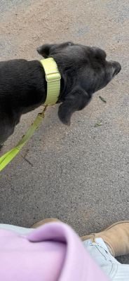 Cane Corso Ruby in Designerhalsband SUNNY, Größe XL