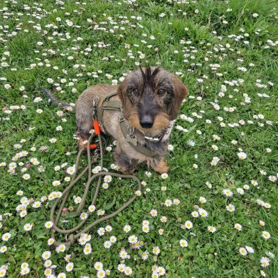 Zwergdackel Tessa in Hundegeschirr Softie Oliv, Größe S
