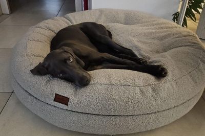 Weimaraner Wilma in Bagelbettchen Teddy Grau Größe L