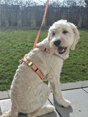 Doodle Lucki_ mit Designergeschirr Tänzer Größe L