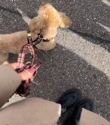 Havapoo Scotty in Hundegeschirr Flaneur