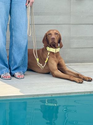Vizsla Henry in Designerhalsband SUNNY, Größe XL mit Tauleine Wood Owl Neongelb