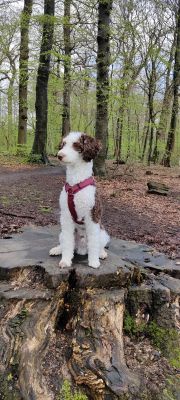 Fiete in Hundegeschirr Burgunder, Größe S