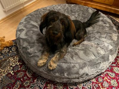Dackel Moritz Bagel M Grau