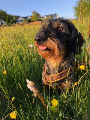 Dackelmädchen Frieda (Gewicht 8 Kilo) in Hundegeschirr Softie Karamell S