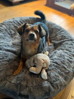 Dackel Mischling Kleni 12kg Bagelbettchen M Grau  2
