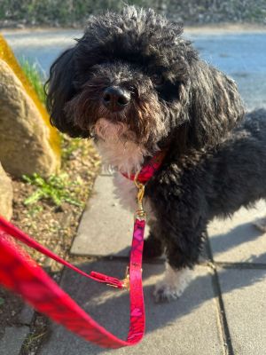 Pudelmaedchen Maja in Herzklopfen 