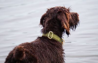 Deutsch Drahthaar Jolle Halsband Softie Oliv, Größe L