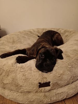  Boxerhund Ella Bagel Beige