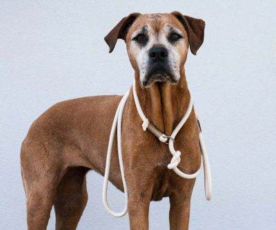 Ridgeback in weißer Tauretrieverleine