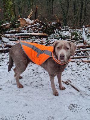Labrador Alma 2 XL Warnweste NEONORANGE 