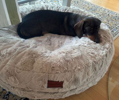  Dackel Nelda Bagelbettchen Beige S  