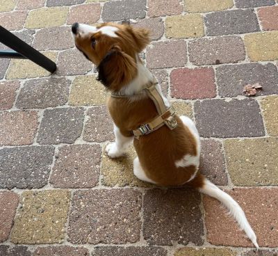 Kooikerhondije Welpe Hundegeschirr Softie Beige, Größe S