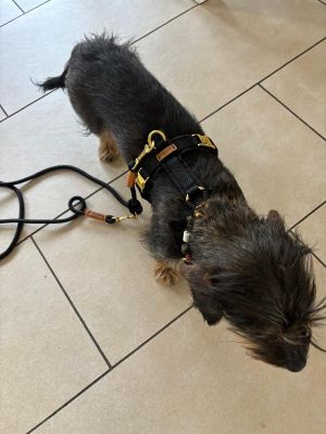  Dackel Bella Brustgeschirr schwarz, Groesse XS  