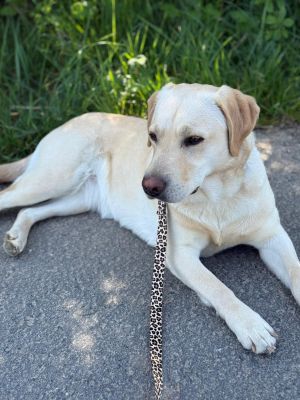 Labrador Ava mit Designerleine Leo