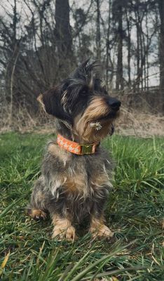 Zwergdackel Enzo mit Designerhalsband Wandler, Größe S