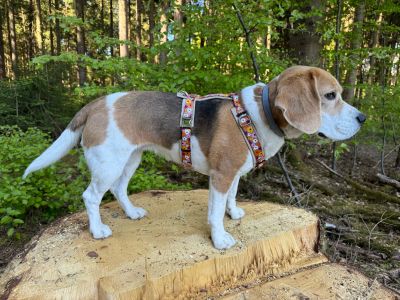  Beagle Flower 12kg Designergeschirr Blumenmeer Groesse M 