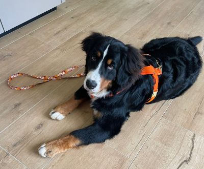 Bernersennenhund Lotte in Brustgeschirr Orange und Leine Blumenmeer