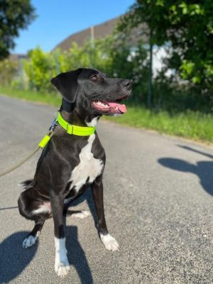 Halsband Softie Neongelb mit Tauleine Olive Grove NEONGELB