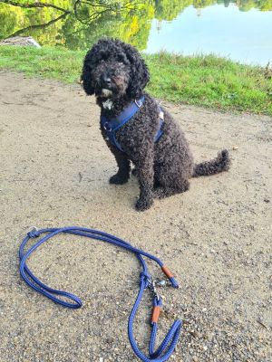  Pudel Maluna Geschirr Dunkelblau Leine Indigo Sea Kastanie