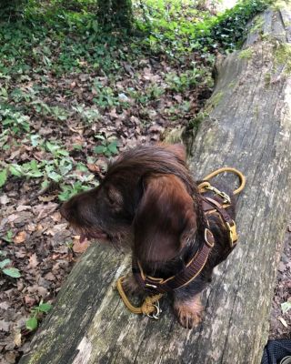 Zwergdackel Max in Hundegeschirr Softie Karamell Grösse XS und Tauleine Sweet Toffee CHOCOLATE