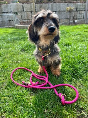 Dackelmädchen Paula in Halsband Softie Oliv (Größe S) mit Tauleine Viva Magenta Olive