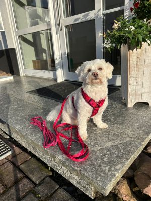 Zuckermaus in Hundegeschirr Herzklopfen, Größe S