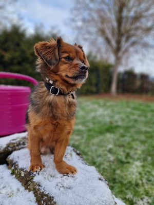 Kuby in Halsband Softie Schwarz Größe S