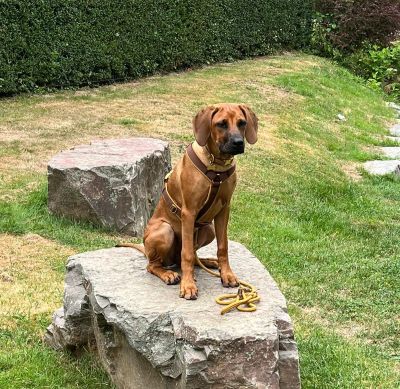 Ridgeback Welpe Nala 5 Monate Hundegeschirr Softie Karamell, Größe M mit Tauleine Sweet Toffee Dunkelbraun