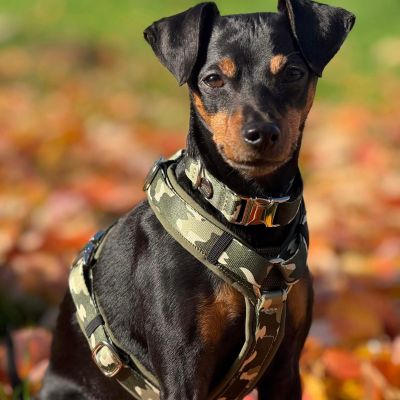 Zwergpinscher Leo in Hundegeschirr Entdecker, Größe S