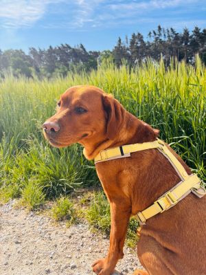 Labrador Nala in Hundegeschirr Sunny, Größe L