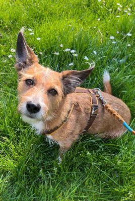 Motte in Hundegeschirr Softie Beige, Größe S