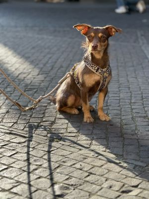 Böy in Hundegeschirr LEO mit Tauleine Wood Owl SAND, Größe S Hundegewicht 7,3 Kilo