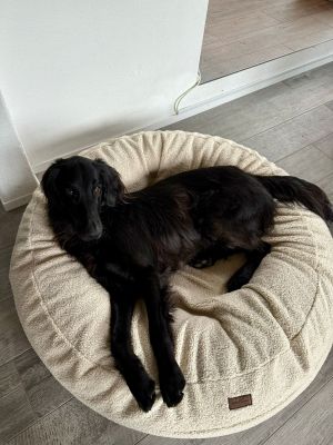 Flat Coated Retriever Udai in Bagel L Teddy Sand