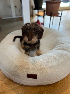Zwergdackel Mocca Bagelbettchen Teddy Sand S 
