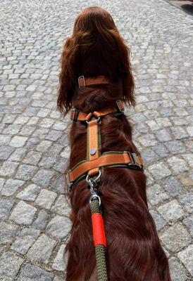 Irish Setter in Hundegeschirr Wellenbrecher & Tauleine Olive Grove Neonorange