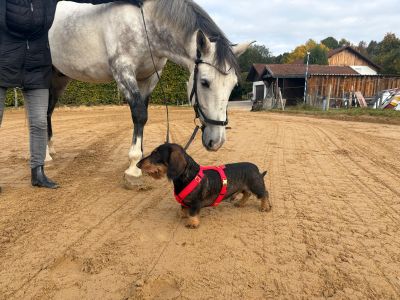  Dackel Franz (Gewicht 11,3 Kilo) Hundegeschirr Rot, Größe M 