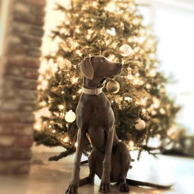 Weimaraner Mila Halsband Softie Beige, Größe L