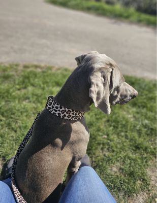 Weimaraner Mädchen in Designerhalsband Leo, Größe XL