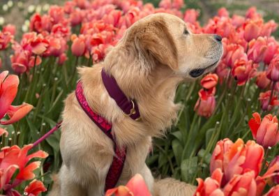 Golden Retriever im Designergeschirr Herzklopfen & Halsband Softie Burgunder