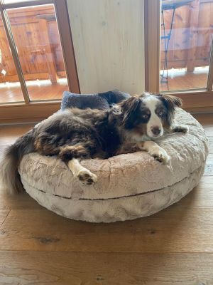 Aussie Nalle in Bagelbettchen Beige Groesse M 