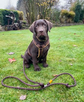 Labrador Welpe Pepe Hundegeschirr Softie Karamell Grösse M