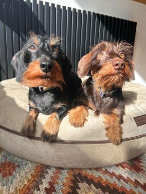 Dackel Theo und Willi in Bagel Velours Beige Größe M