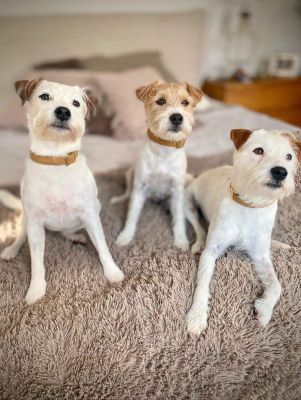 Paron Russell Terrier Osman Jack Juli in Halsband Karamell Softie Größe M