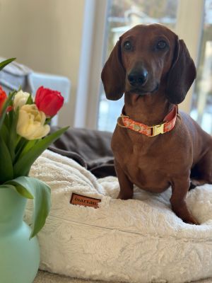 Dackel Gustl in Designerhalsband Wandler, Größe M