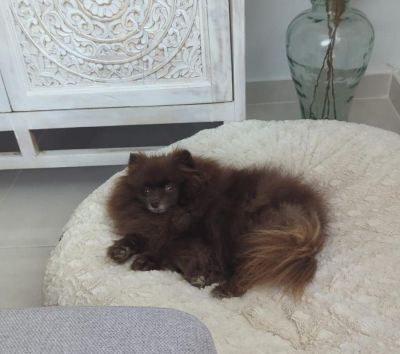 Pomeranian Fendi in Bagel Wollweiss