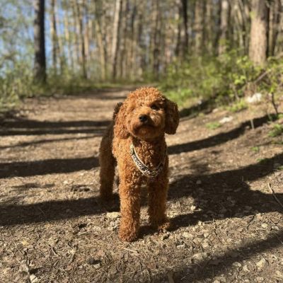 Zwergpudel Dea Hundegeschirr Leo, Größe XS