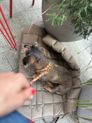 Dackel Enzo auf Reisedecke Pocket, Sand