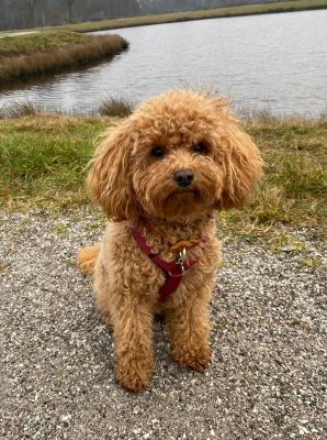 Maltipoo Bella (Gewicht 3,7 Kilo) in Hundegeschirr Burgunder, Größe 2XS