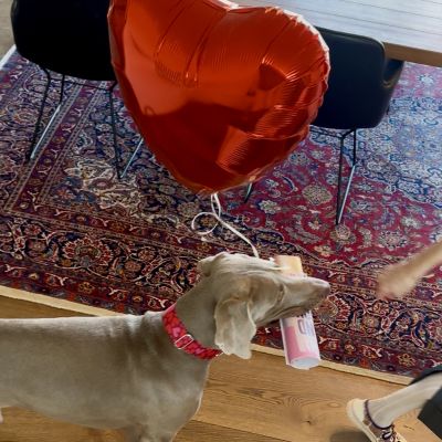 Weimaraner Udo Designerhalsband Herzklopfen, Größe XL